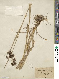 Scirpus atrovirens image