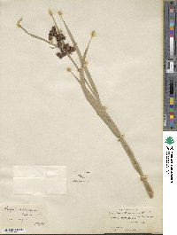 Scirpus atrovirens image