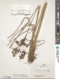 Scirpus atrovirens image