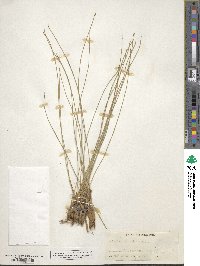 Eleocharis palustris image