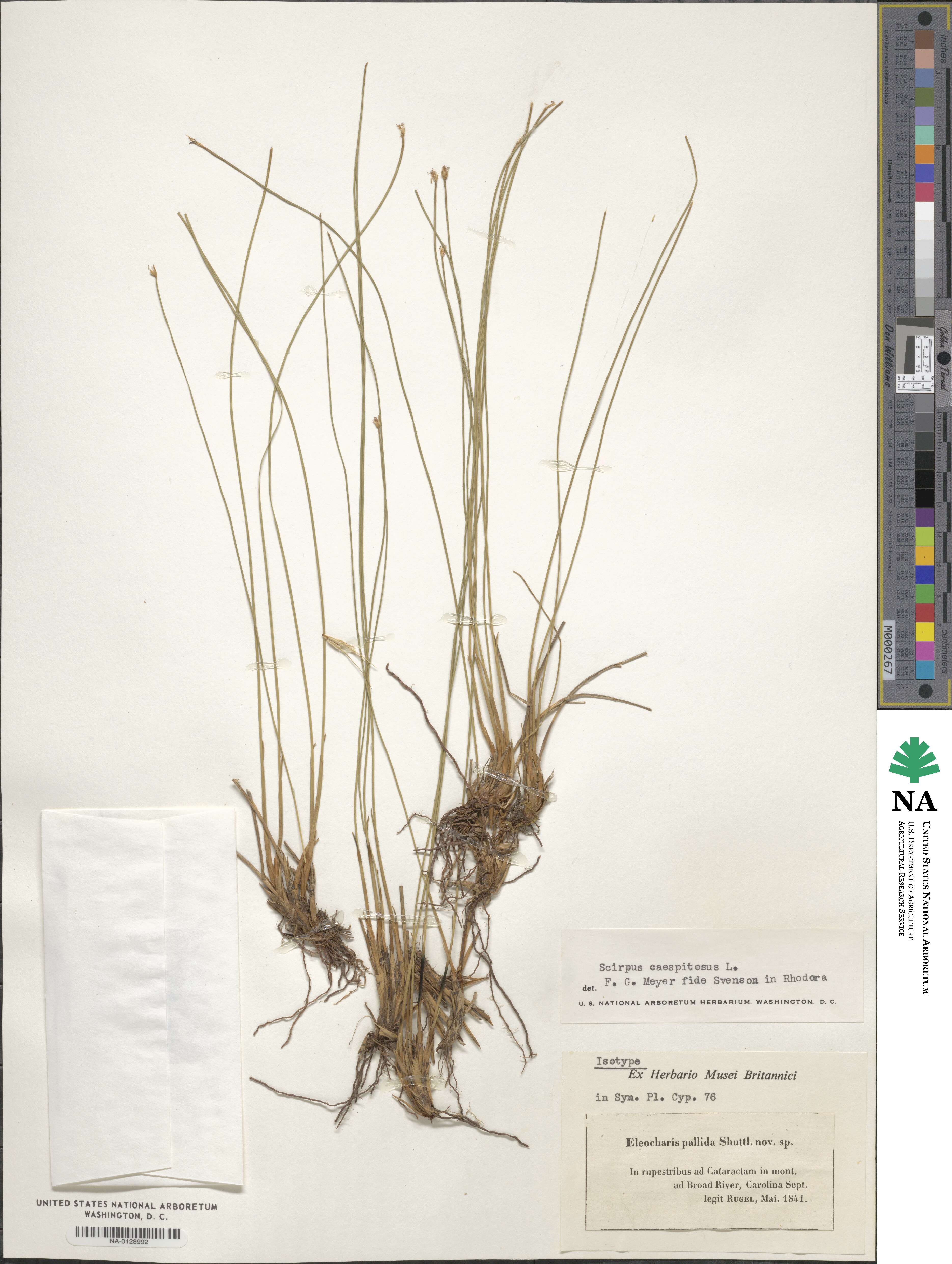 Eleocharis palustris subsp. palustris image