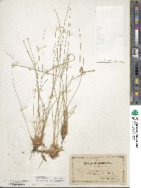 Eleocharis palustris subsp. palustris image