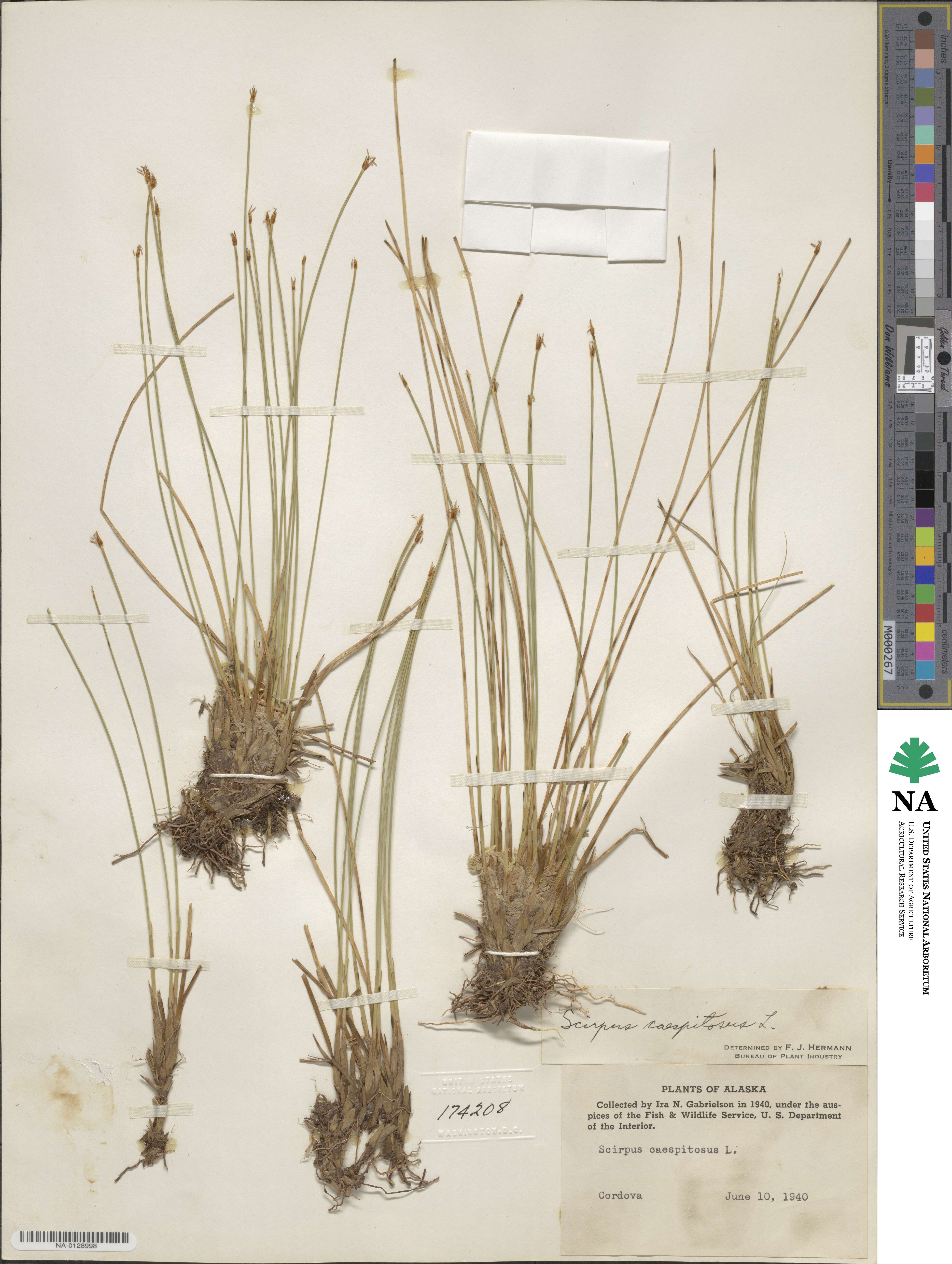 Eleocharis palustris subsp. palustris image