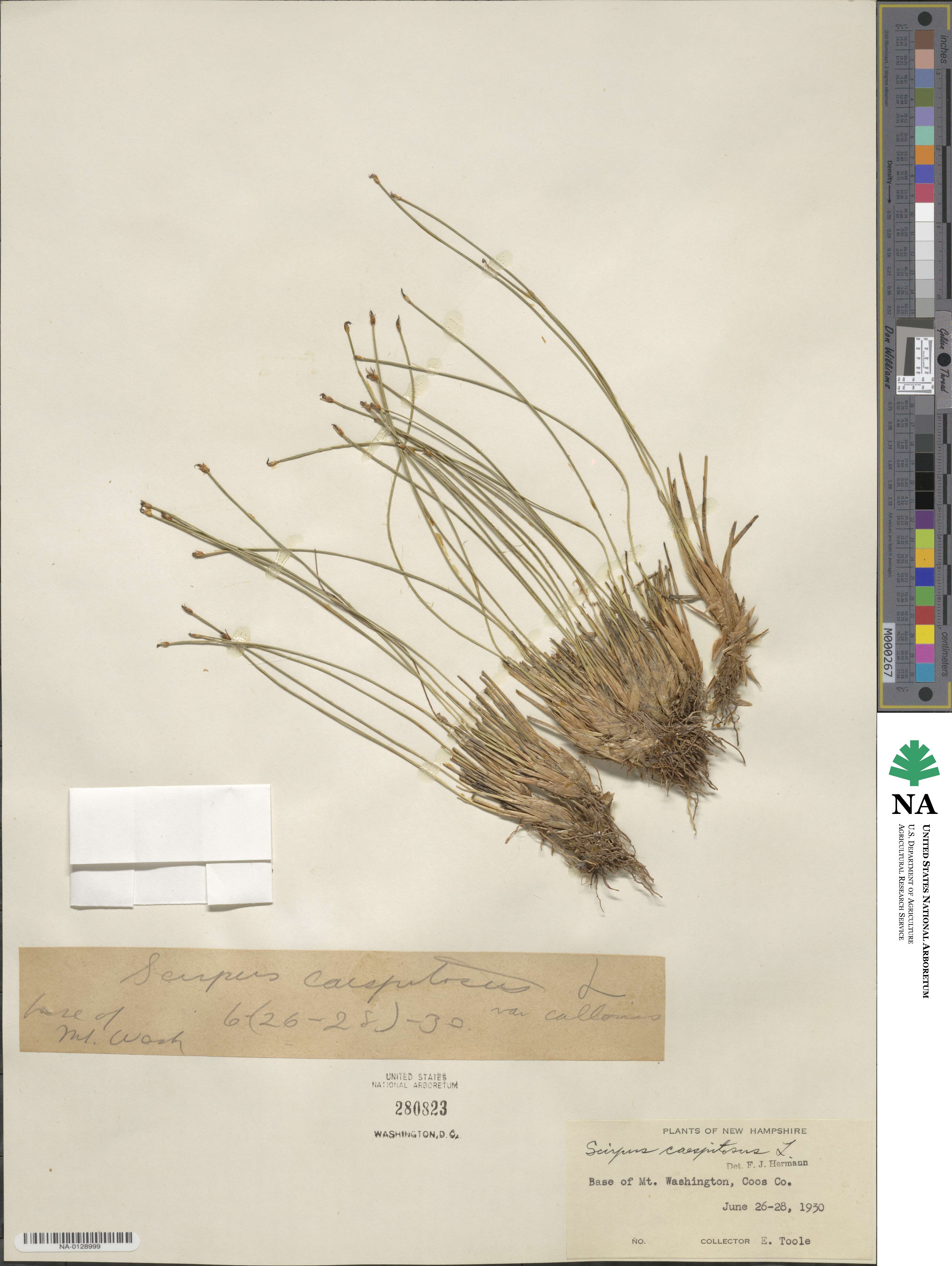 Eleocharis palustris subsp. palustris image