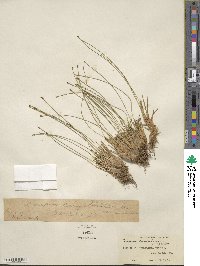 Eleocharis palustris image