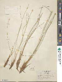 Eleocharis palustris subsp. palustris image