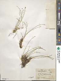 Eleocharis palustris image