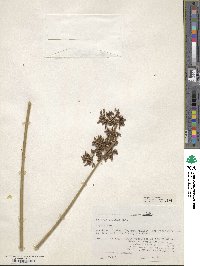 Schoenoplectus californicus image