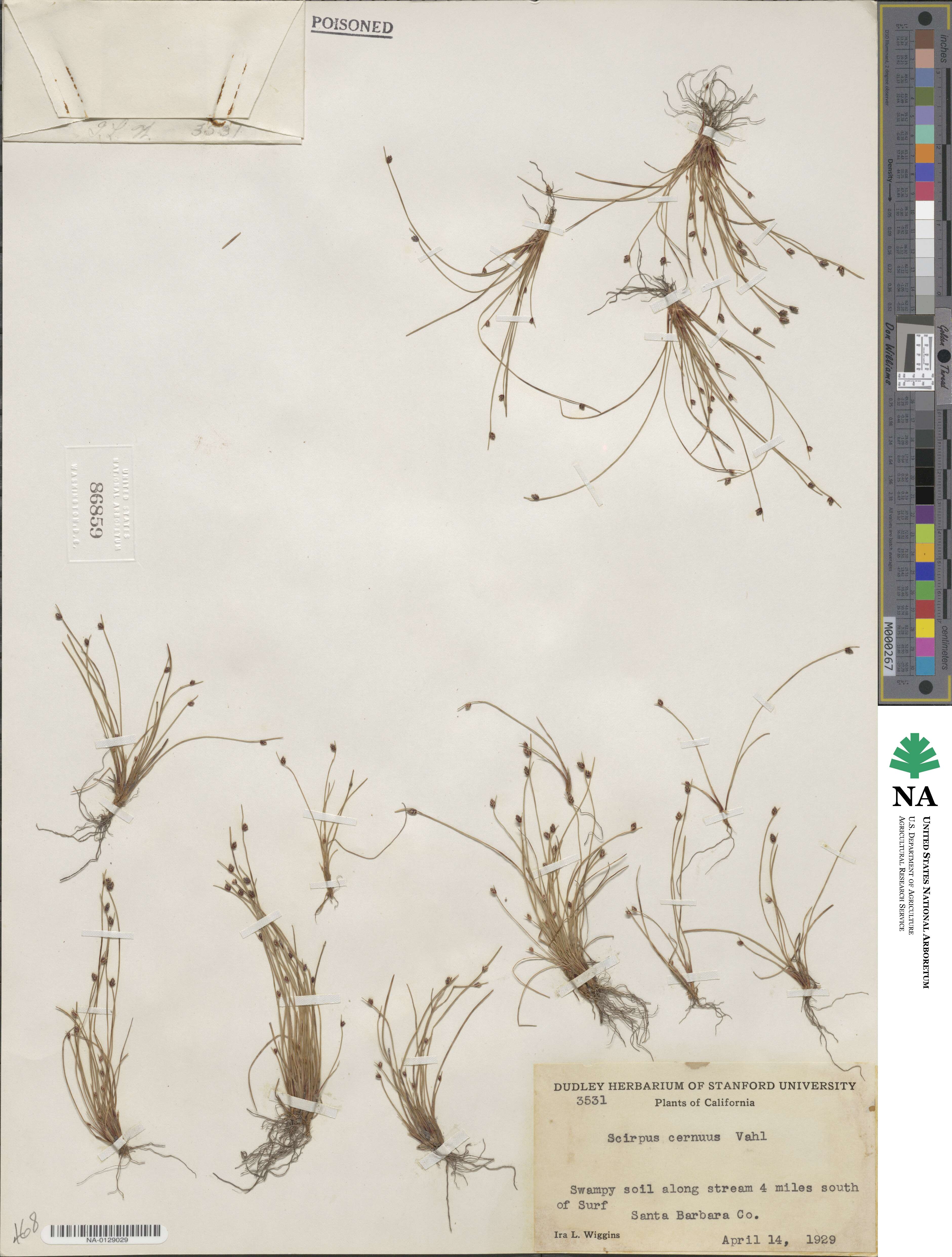 Isolepis cernua image