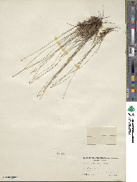 Trichophorum clintonii image