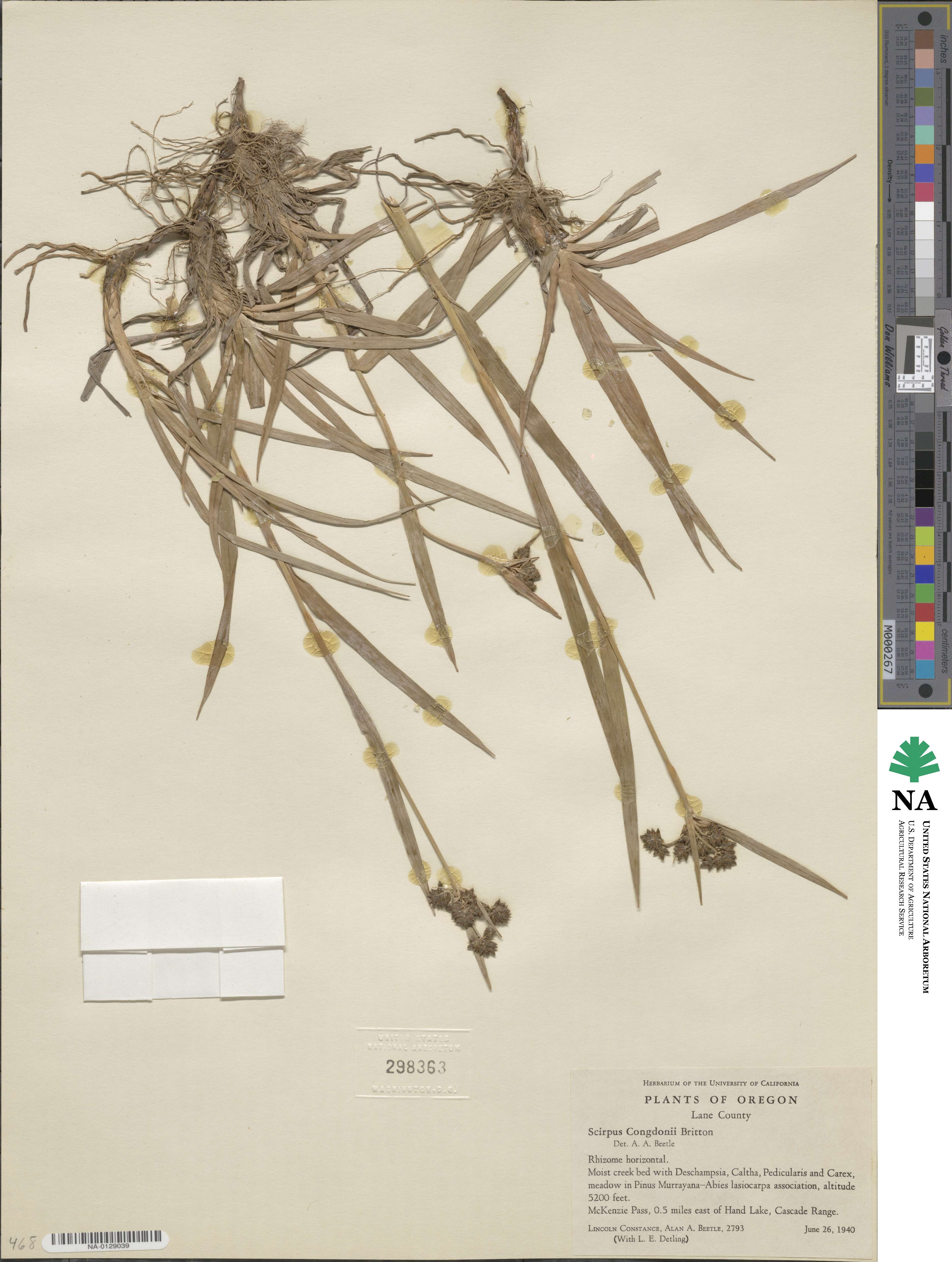 Scirpus congdonii image