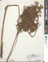 Scirpus cyperinus image