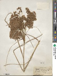 Scirpus cyperinus image