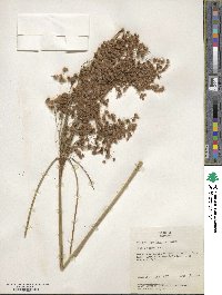 Scirpus cyperinus image