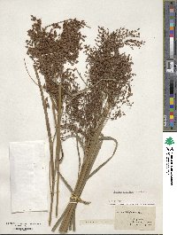 Scirpus cyperinus image