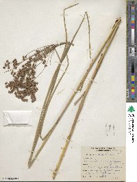 Scirpus cyperinus image