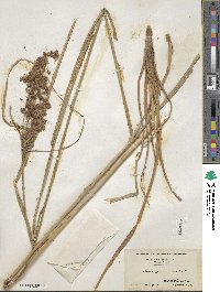 Scirpus cyperinus image