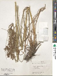 Scirpus cyperinus image