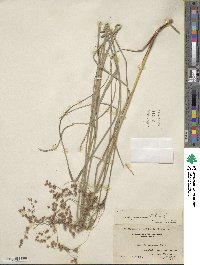 Scirpus cyperinus image