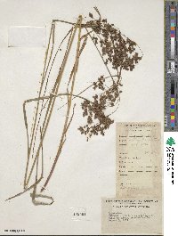 Scirpus cyperinus image