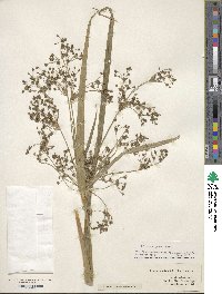 Scirpus cyperinus image