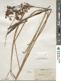 Scirpus cyperinus image