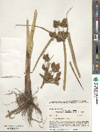 Bolboschoenus fluviatilis image