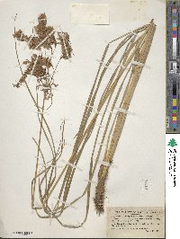 Image of Scirpus pedicellatus