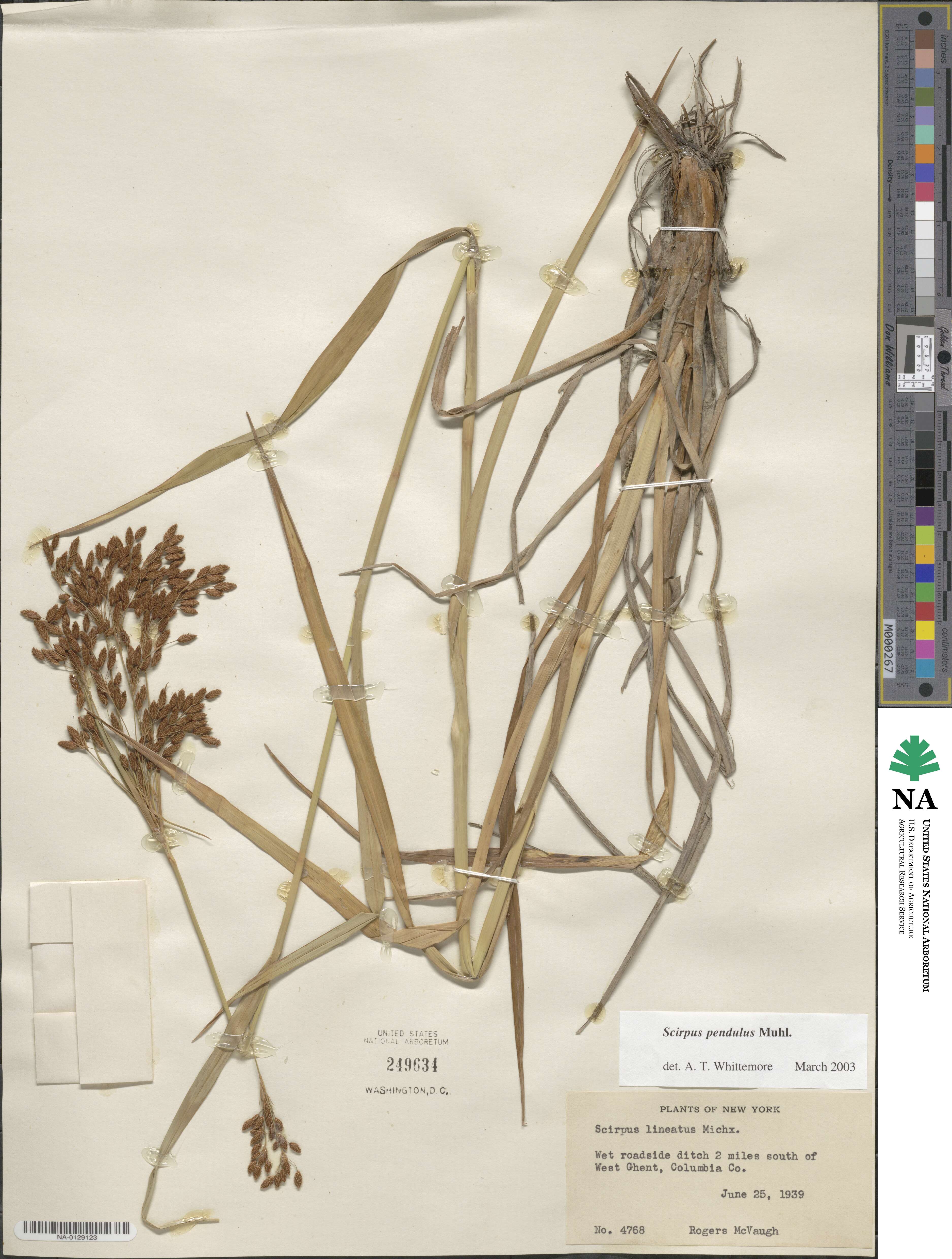 Scirpus pendulus image