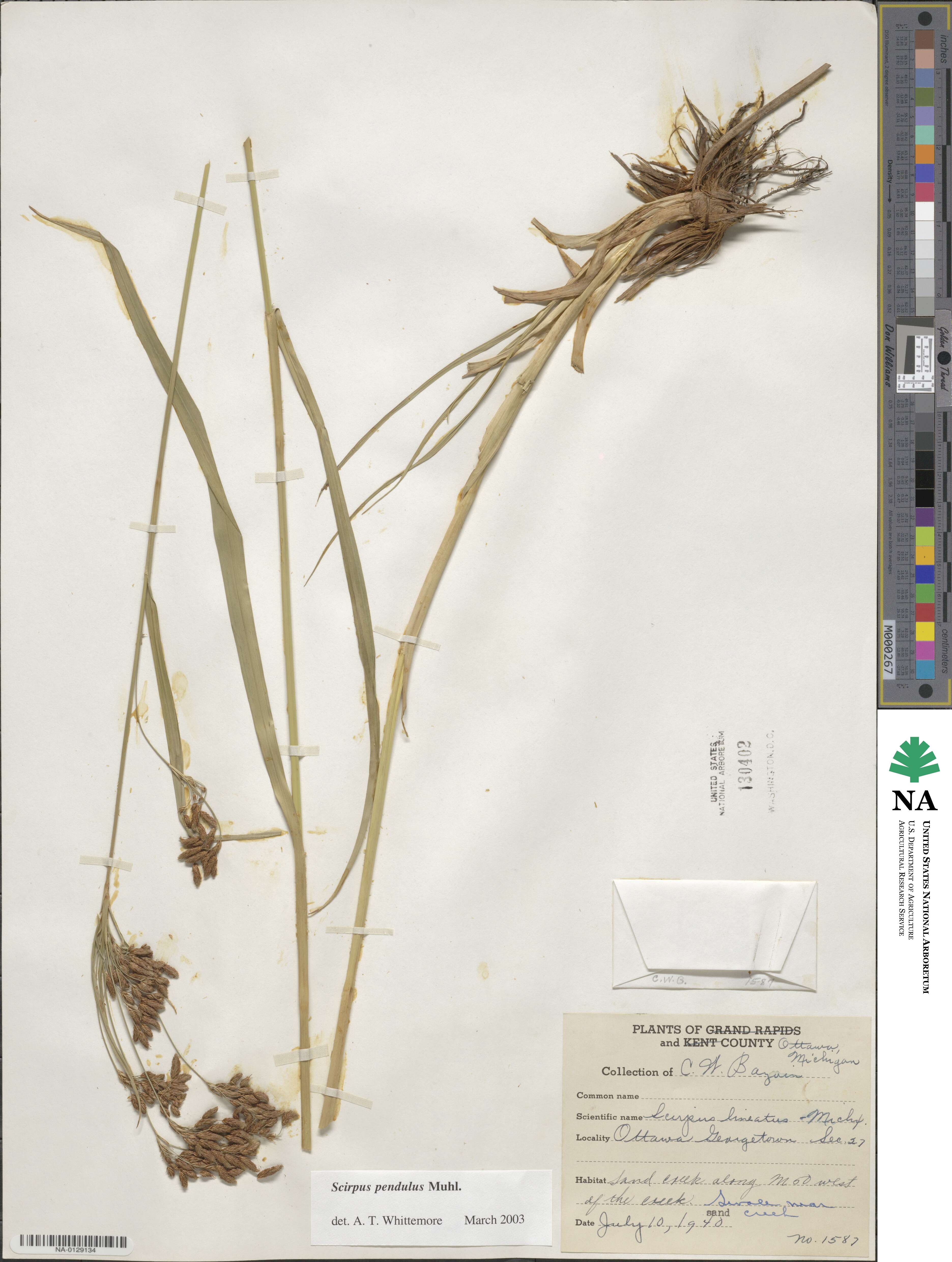 Scirpus pendulus image