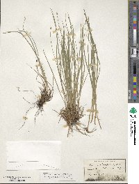 Scirpus planifolius image