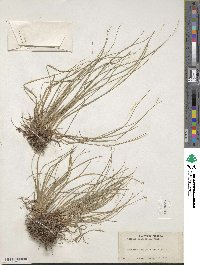 Scirpus planifolius image