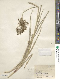 Scirpus microcarpus image