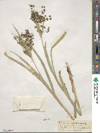 Scirpus microcarpus image