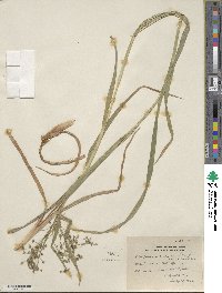 Scirpus microcarpus image