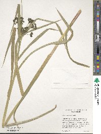 Scirpus microcarpus image