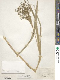 Scirpus microcarpus image