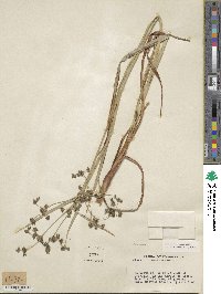 Scirpus microcarpus image