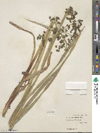 Scirpus microcarpus image