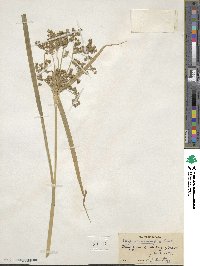 Scirpus microcarpus image