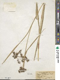 Scirpus microcarpus image