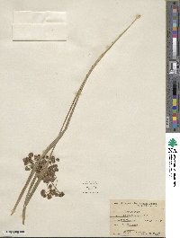 Scirpus microcarpus image