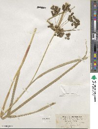 Scirpus microcarpus image