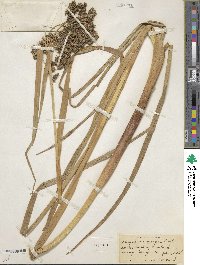 Scirpus microcarpus image