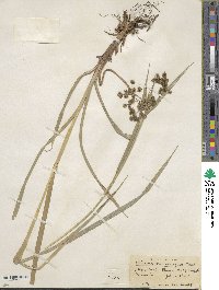 Scirpus microcarpus image