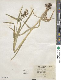 Scirpus microcarpus image