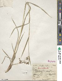 Scirpus microcarpus image