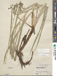 Scirpus microcarpus image