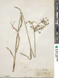 Scirpus microcarpus image