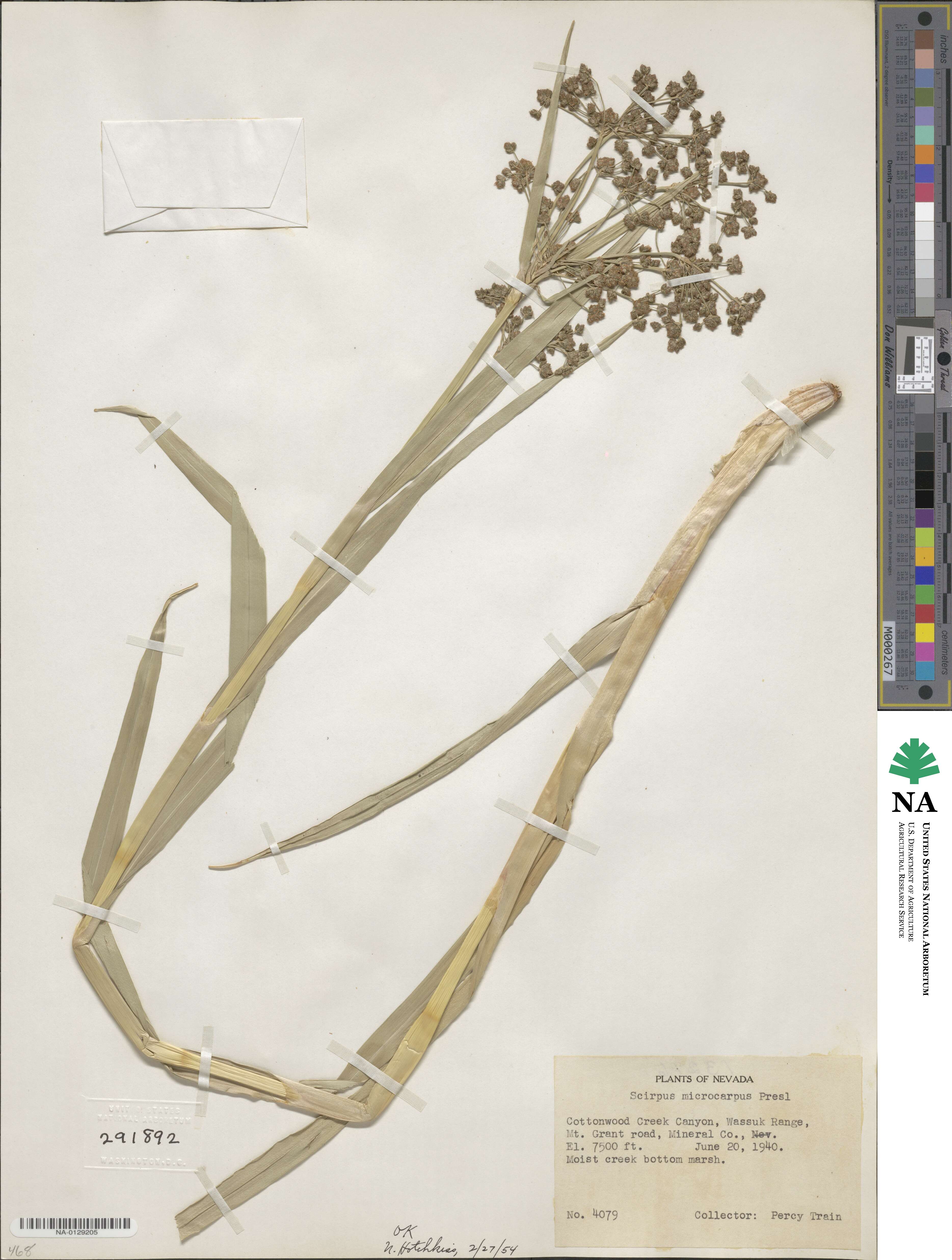 Scirpus microcarpus image
